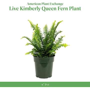 American Plant Exchange Fern Kimberly Queen Live Plant, Indoor/Outdoor Air Purifier, 6" Pot