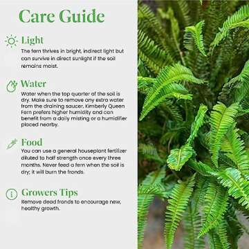 American Plant Exchange Fern Kimberly Queen Live Plant, Indoor/Outdoor Air Purifier, 6" Pot