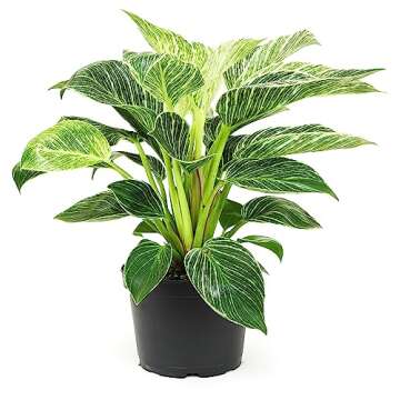 Birkin Philodendron in 6 Inch Pot for Indoor Plants Live Houseplants, Office Plants, Easy Plant Gift, Philodendron Plant Live Plants Indoor Plants Live House Plants Live Plant Decor by Plants for Pets