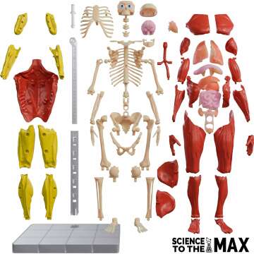 Kids Interactive Anatomy Kit - Fun and Educational