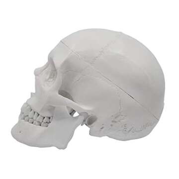 hBARSCI Human Skull Model - Medical Quality - 3 Parts with Removable Calvaria & Articulated Mandible - Anatomy Skull, Plastic Skull Replica, Life Size Skull