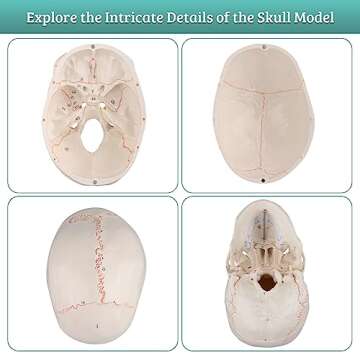 Skillssist Numbered Human Skull Model - Life Size Medical Quality Anatomical Model with 3 Parts and Painted Sutures - Ideal for Medical Students and Science Education