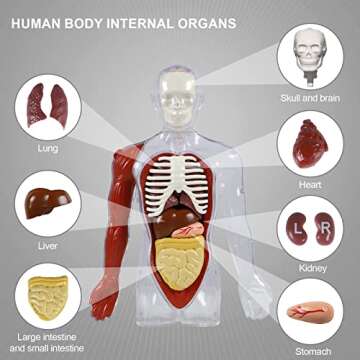 Science Can Human Anatomy Model with 15 Pieces Organs, Interactive Talking Human Body Toy for Kids, Educational Science Kits for Kids Age 6-8