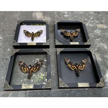 Death Head Moth Skull Shadow Box Art for Home