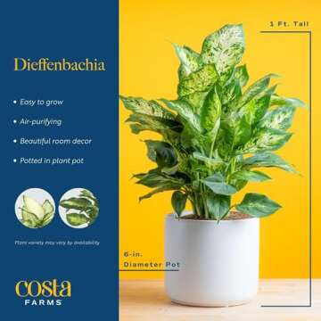 Costa Farms Dieffenbachia Live Plant Indoor, Easy Grow Light and Watering Houseplant, Potted in Indoors Garden Decor Plant Pot, Soil, Grower's Choice, Home and Office Plants Decor, 1 Foot Tall