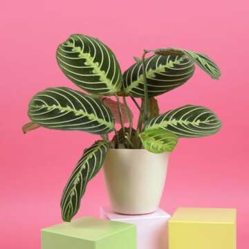 Thorsen's Greenhouse Lemon Lime Prayer Plant, Live Indoor Plant, Lemon Maranta, 4" Diameter Pot (Natural)