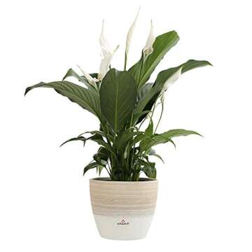 Costa Farms Spathiphyllum Peace Lily Live Indoor Plant in in Premium Scheurich Ceramic Planter, 15-Inch