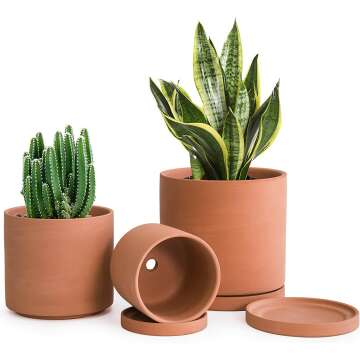 D'vine Terracotta Plant Pots