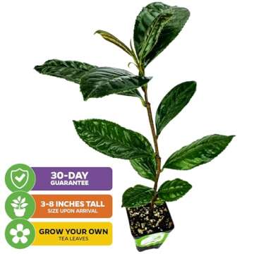 Tea Plant (Green Tea) Live Plant - Camellia sinensis - Wellspring Gardens Starter Plant for Your Indoor or Outdoor Garden