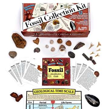 DANCING BEAR Fossil Collection Kit (12 pc Set) Fossil ID Book, STEM Science Set, Made in The USA