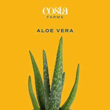 Costa Farms Aloe Vera, Easy to Grow Live Succulent Plant, Indoor Houseplant in Décor Plant Pot, Housewarming, Birthday Gift, Room or Home Decor, 10-12 Inches Tall