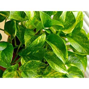 American Plant Exchange Golden Pothos Indoor/Outdoor Air Purifier Live Plant, 6" Pot