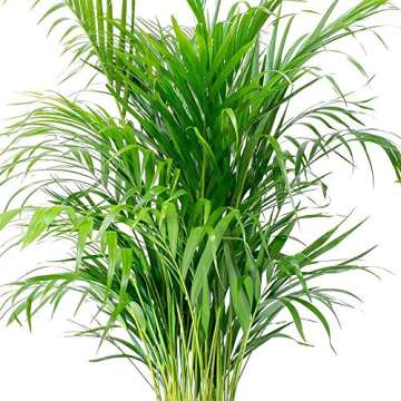 American Plant Exchange Areca Palm Indoor/Outdoor Air Purifier Live Plant, 6" Pot