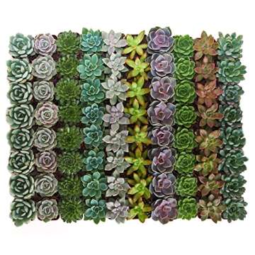 Shop Succulents Rosette Succulent Plant Pack Bulk Collection, Live Mini Succulent Plants, Low Maintenance, Floral Shaped Mix of Colors & Textures, Wedding and Party Favors, Gift & Garden, Pack of 64