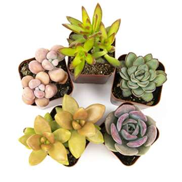 Altman Plants, Live Succulents Plants Live Houseplants (5PK), Succulent Plants Live Indoor Plants, Live Plants Indoor Live House Plants, Succulent Plant Kit, Live Cactus Plants Live in Succulent Soil