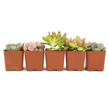 Altman Plants, Live Succulents Plants Live Houseplants (5PK), Succulent Plants Live Indoor Plants, Live Plants Indoor Live House Plants, Succulent Plant Kit, Live Cactus Plants Live in Succulent Soil