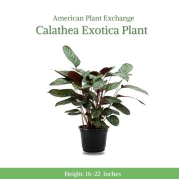 American Plant Exchange Calathea Ctenanthe Exotica with White Pot Cover, 6-Inch Pot, Live Prayer Plant for Home & Office Décor, Indoor Houseplant Safe for Pets & Easy to Care