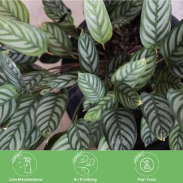 American Plant Exchange Calathea Ctenanthe Exotica with White Pot Cover, 6-Inch Pot, Live Prayer Plant for Home & Office Décor, Indoor Houseplant Safe for Pets & Easy to Care