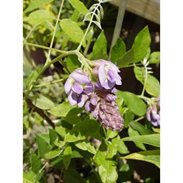 American Beauties Native Plants - Wisteria frut. 'Amethyst Falls' (American Wisteria) Vine, deep blue-purple flowers, #2 - Size Container