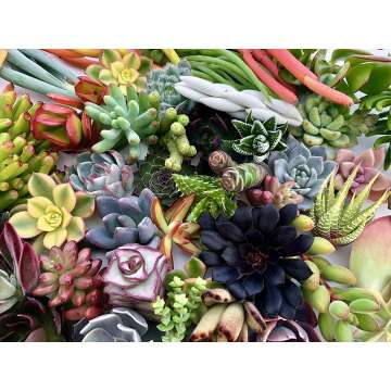 10 Unique Live Succulent Cuttings for Gardens