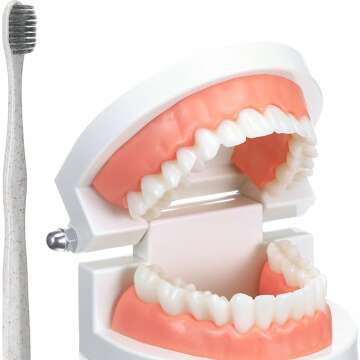 Teeth Model & Toothbrush