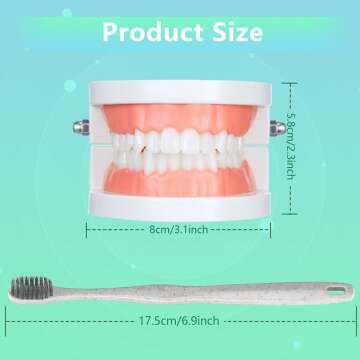 Teeth Model & Toothbrush