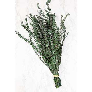 De La Terre Preserved Green Baby Eucalyptus Stems Large Bunch 1 LB for Décor, Floral, Crafts