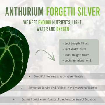 Anthurium Forgetii Silver by LEAL PLANTS ECUADOR| Anthurium Forgetii Silver Medium|Anthurium Forgetii Dark|Anthurium Silver Form Houseplant| Anthurium crystallinum Silver x Forgetii|Anthurium Plant