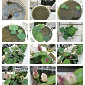 Mixed Color Lotus Seeds for Indoor & Outdoor Planting