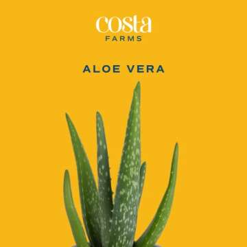 Costa Farms Aloe Vera, Live Succulent Plant, Easy Care Indoor Houseplant in Modern Décor Planter, Room Air Purifier, Tabletop, Office, Desk or Home Décor, Birthday, Gardening Gift, 10-12 Inches Tall