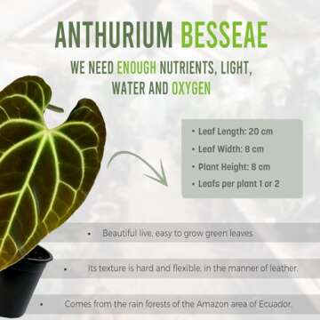 Anthurium Besseae by LEAL PLANTS ECUADOR Live Plants| Green Live House Plant for Indoors|Rare and Exotic Indoor Plants for Living Room|Anthuriums Live Plants |Besseae Heart Plant