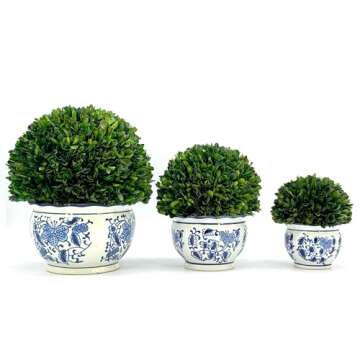 Galt International 7" Naturally Preserved Real Boxwood Ball in Hand-Painted Blue & White Round Bulb China Pot Planter Green Indoor Plant Home Decor (Small 7" Tall Topiary)