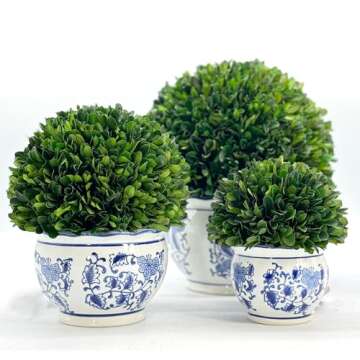 Galt International 7" Naturally Preserved Real Boxwood Ball in Hand-Painted Blue & White Round Bulb China Pot Planter Green Indoor Plant Home Decor (Small 7" Tall Topiary)