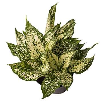 AMERICAN PLANT EXCHANGE Aglaonemia Osaka White Chinese Evergreen Live Plant, 6" Pot, Indoor Air Purifying Stunner