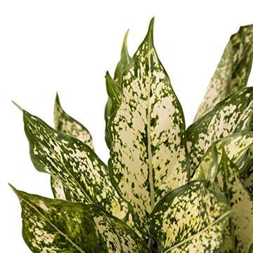 AMERICAN PLANT EXCHANGE Aglaonemia Osaka White Chinese Evergreen Live Plant, 6" Pot, Indoor Air Purifying Stunner