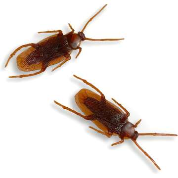 Fake Roaches Prank Pack