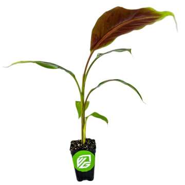 Zebrina Rojo Banana Tree Live Plant - Musa acuminata - Wellspring Gardens Starter Plant- Easy to Grow Starter Plants Great for Nature Lovers & Gardeners- Outdoor Planting in Home, Garden, Patio & Yard