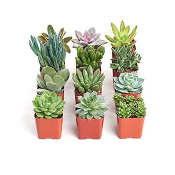 Shop Succulents Unique Succulent Plant Pack Collection - Live Mini Succulent Plants, Low Maintenance, Exceptional Colors & Textures - Wedding and Party Favors, Gift & Garden, Pack of 12