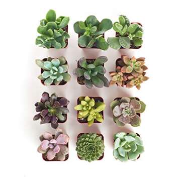 Shop Succulents Unique Succulent Plant Pack Collection - Live Mini Succulent Plants, Low Maintenance, Exceptional Colors & Textures - Wedding and Party Favors, Gift & Garden, Pack of 12