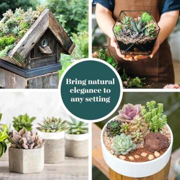 Shop Succulents Unique Succulent Plant Pack Collection - Live Mini Succulent Plants, Low Maintenance, Exceptional Colors & Textures - Wedding and Party Favors, Gift & Garden, Pack of 12