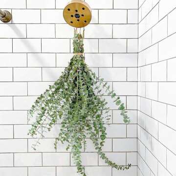 Fresh Eucalyptus Shower USA Stems [Hanging Ribbon Included] Large Branches 100% Natural Live and Aromatic Self Care Leaves Bundle