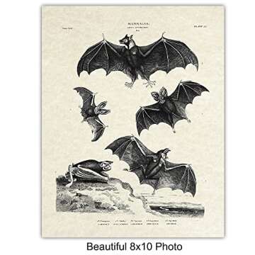 Bats Wall Decor - Vintage Retro Hipster Goth Art, Home or Room Decoration - Gift for Gothic, Horror, Vampire Fans - 8x10 UNFRAMED Creepy Scary Anatomical Picture Poster Print Set