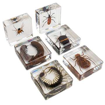 Insect Specimen Set, Bugs Collection Scientific Education Gift for Kids Aged 3-8-12 (Millipede, Centipede, Dragonfly Larvae, Tea Seed Bug, Red Longhorn Beetle, Spiny Spider)