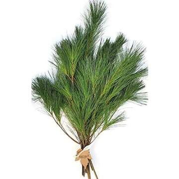 Tin Roof Treasure Premium Fresh Cut Pine Boughs - 12" to 22" Length - Versatile for Decor & Crafts - Pack of 12