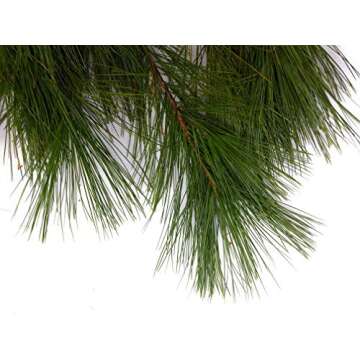 Tin Roof Treasure Premium Fresh Cut Pine Boughs - 12" to 22" Length - Versatile for Decor & Crafts - Pack of 12