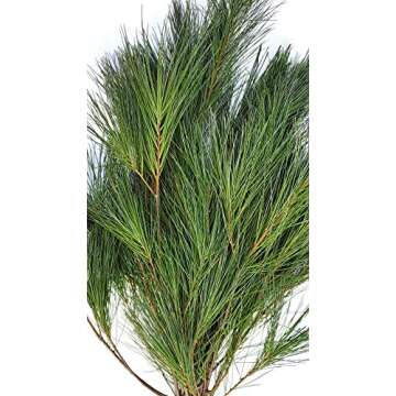 Tin Roof Treasure Premium Fresh Cut Pine Boughs - 12" to 22" Length - Versatile for Decor & Crafts - Pack of 12