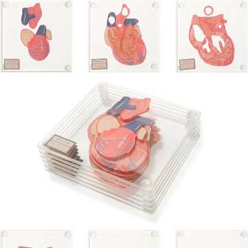 Heart & Brain Coasters