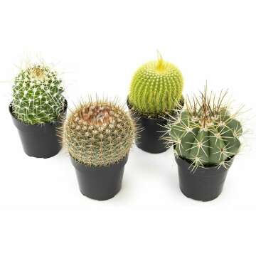 Altman Plants Assorted Cactus Collection 2.5" 4 pack