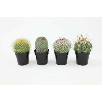 Altman Plants Assorted Cactus Collection 2.5" 4 pack