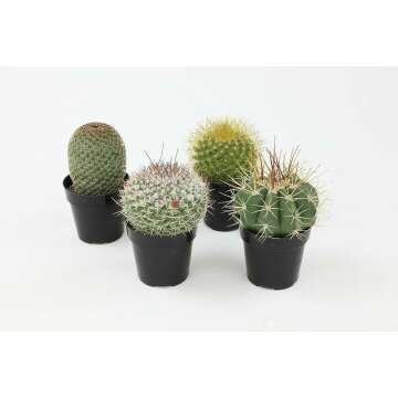 Altman Plants Assorted Cactus Collection 2.5" 4 pack